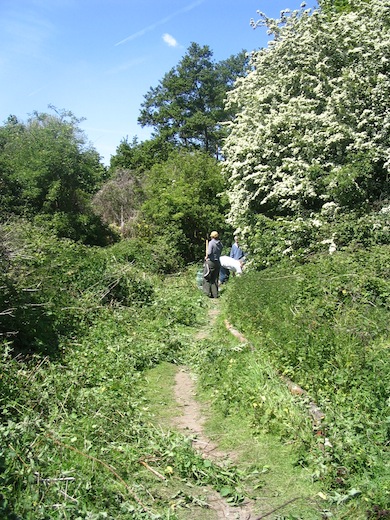 Hawthorn in flower at Hatherop Park © Charlotte Williams