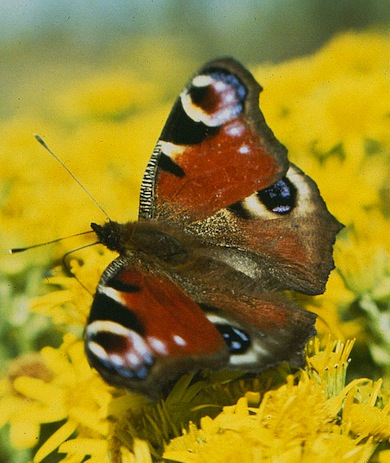 Peacock butterfly © Mike Waite