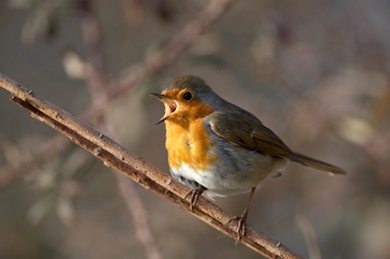 Robin © Jason Gallier