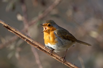 Robin © Jason Gallier