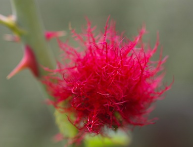 Robin's pin-cushion gall © Mike Waite