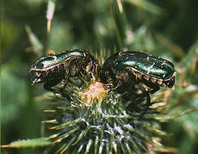 Rose-chafer beetles © Mike Waite