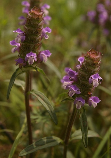 Self-heal © Mike Waite