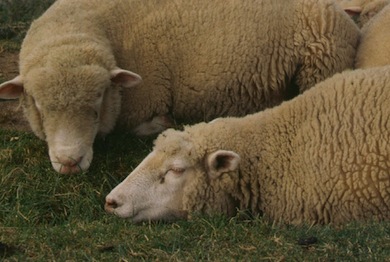 Sheep © Mike Waite