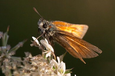 Large skipper © Jason Gallier