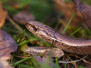 Slow-worm © Mike Waite