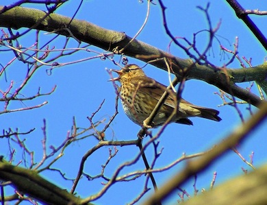 A singing Song thrush © Susy Hogarth