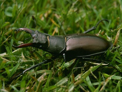 Stag beetle © Tony Drakeford