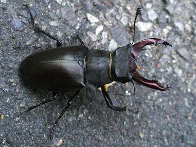 Stag beetle © Penny Frith