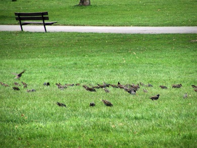 Starlings © Susy Hogarth