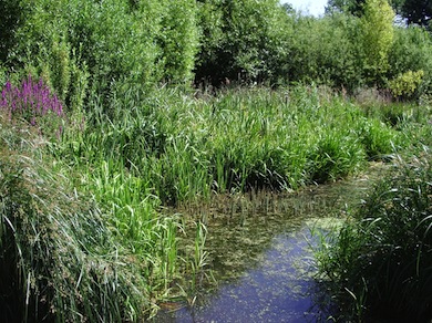 Wetland at the Sutton Ecology Centre © L B Sutton