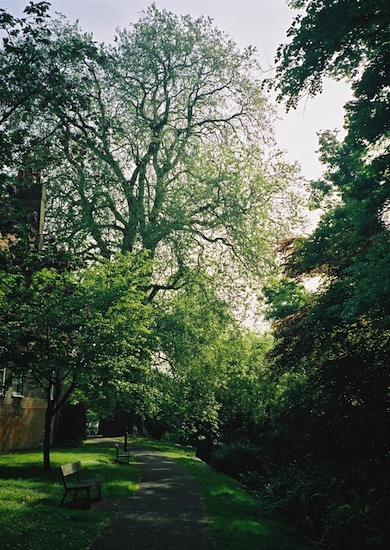 Sutton Ecology Centre, with the registered London plane tree © Richard Barnes