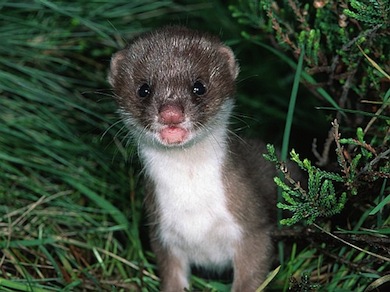 Weasel © Andy Purcell/CEC