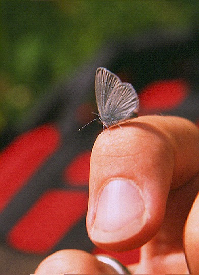 The tiny Small blue butterfly © Mike Waite