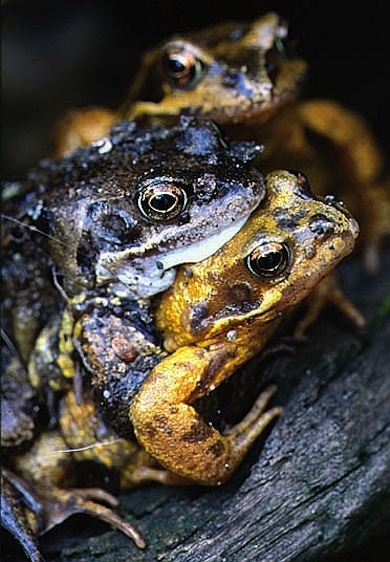 Common frogs mating © Martin Senior