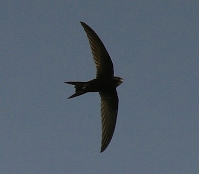 Swift in flight © Derek Brown