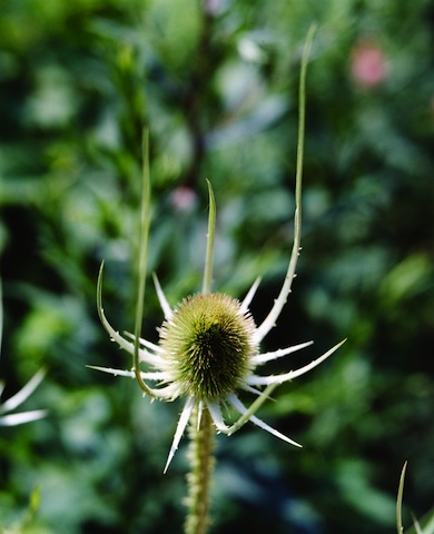 Teasel © Gavin Kingcombe