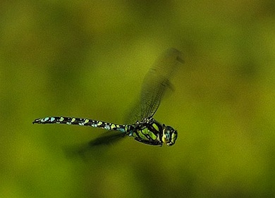 Southern hawker dragonfly © Stephen Frank