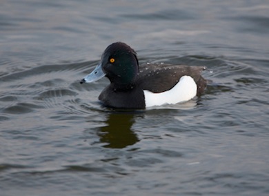 Tufted duck © Jason Gallier