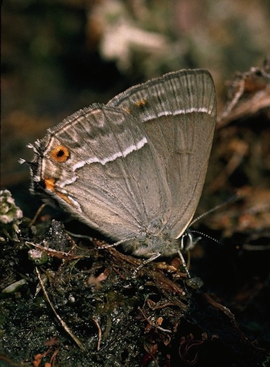 Purple hairstreak butterfly © Stephen Frank