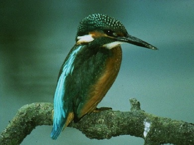 Kingfisher © Bill Varney