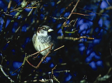 House sparrow © Martin Senior