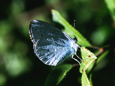 Holly blue butterfly © Mike Waite