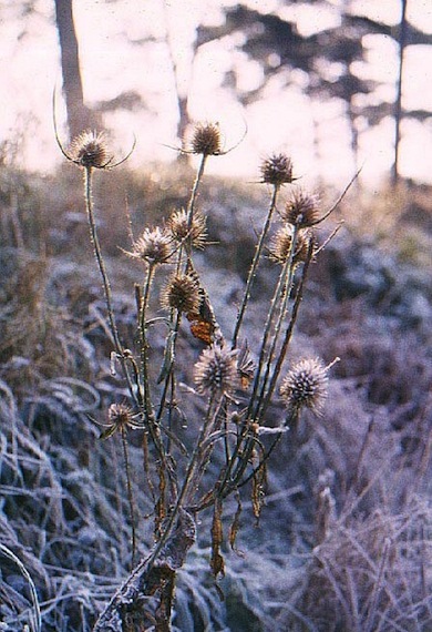 Frosted teasels © Mike Waite