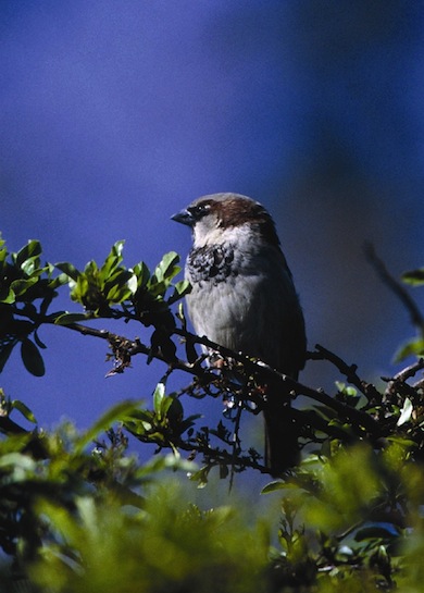 House sparrow © Andy Fisher