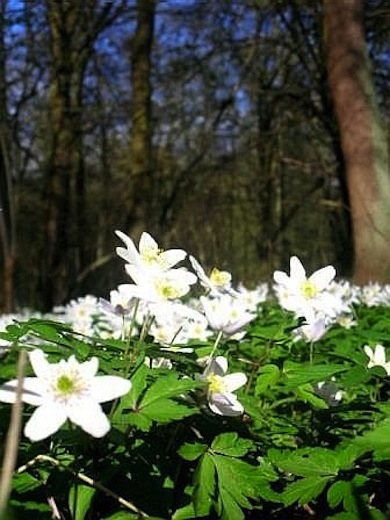 Wood anemones © Mathew Frith