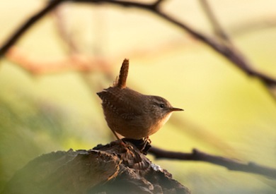 Wren © Jason Gallier