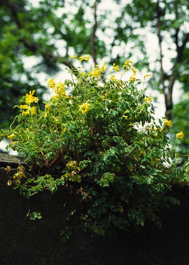 Yellow corydalis © Edwin Van Ek