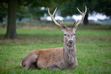 Red Deer © World Animal Protection