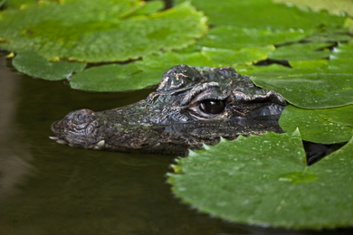 West African Dwarf Crocodile © World Animal Protection