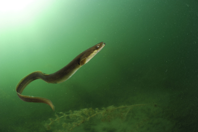 European Eel © World Animal Protection