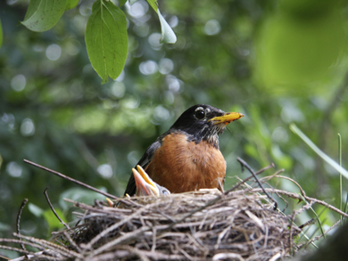 Nesting birds © World Animal Protection