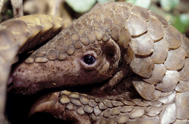 Pangolin © World Animal Protection