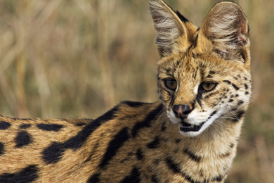 Serval Cat © World Animal Protection