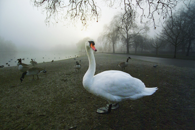 Swan © World Animal Protection