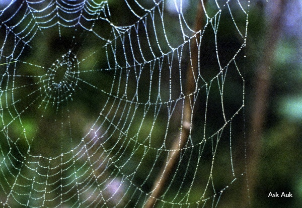 Web of Life