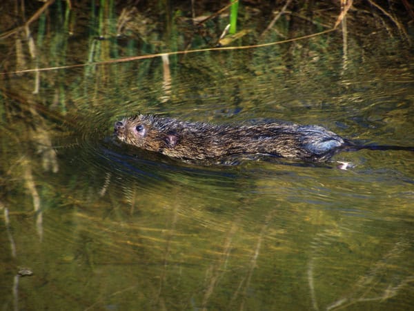 Screening Nature