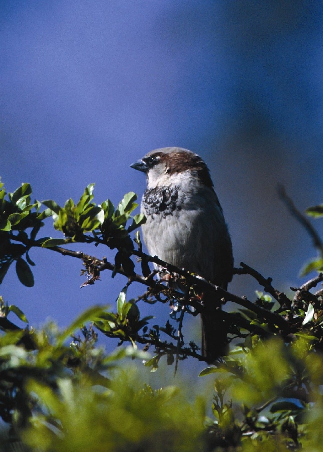 House Sparrow, © Andy Fisher