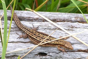 Common Lizard - J Wilkinson