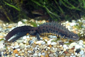 Great Crested Newt - Fred Holmes