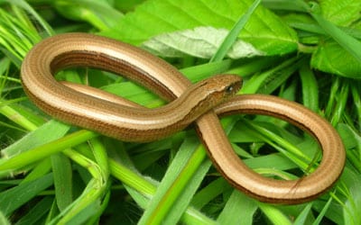 Slow Worm