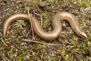 SlowWorm - Howard Inns