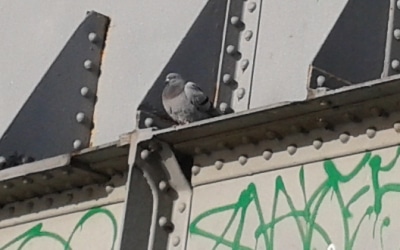 Pigeon on Regents Canal bridge