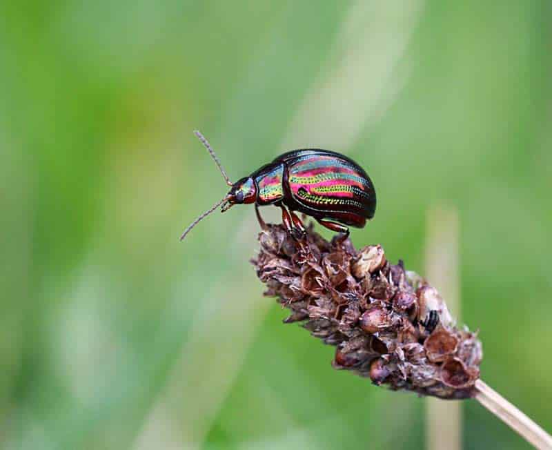 Snapping Wildlife