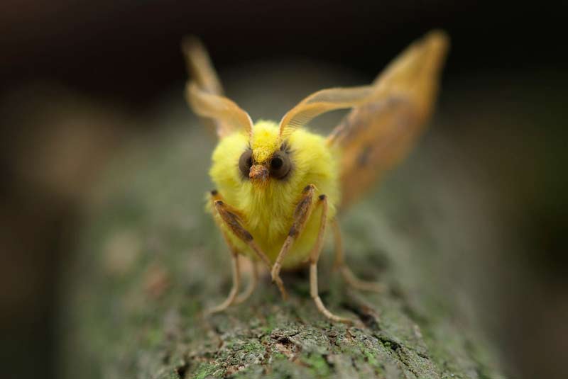 Canary Shouldered Thorn Moth