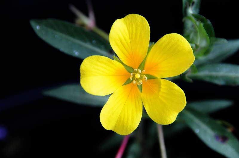 Species alert: Water Primrose